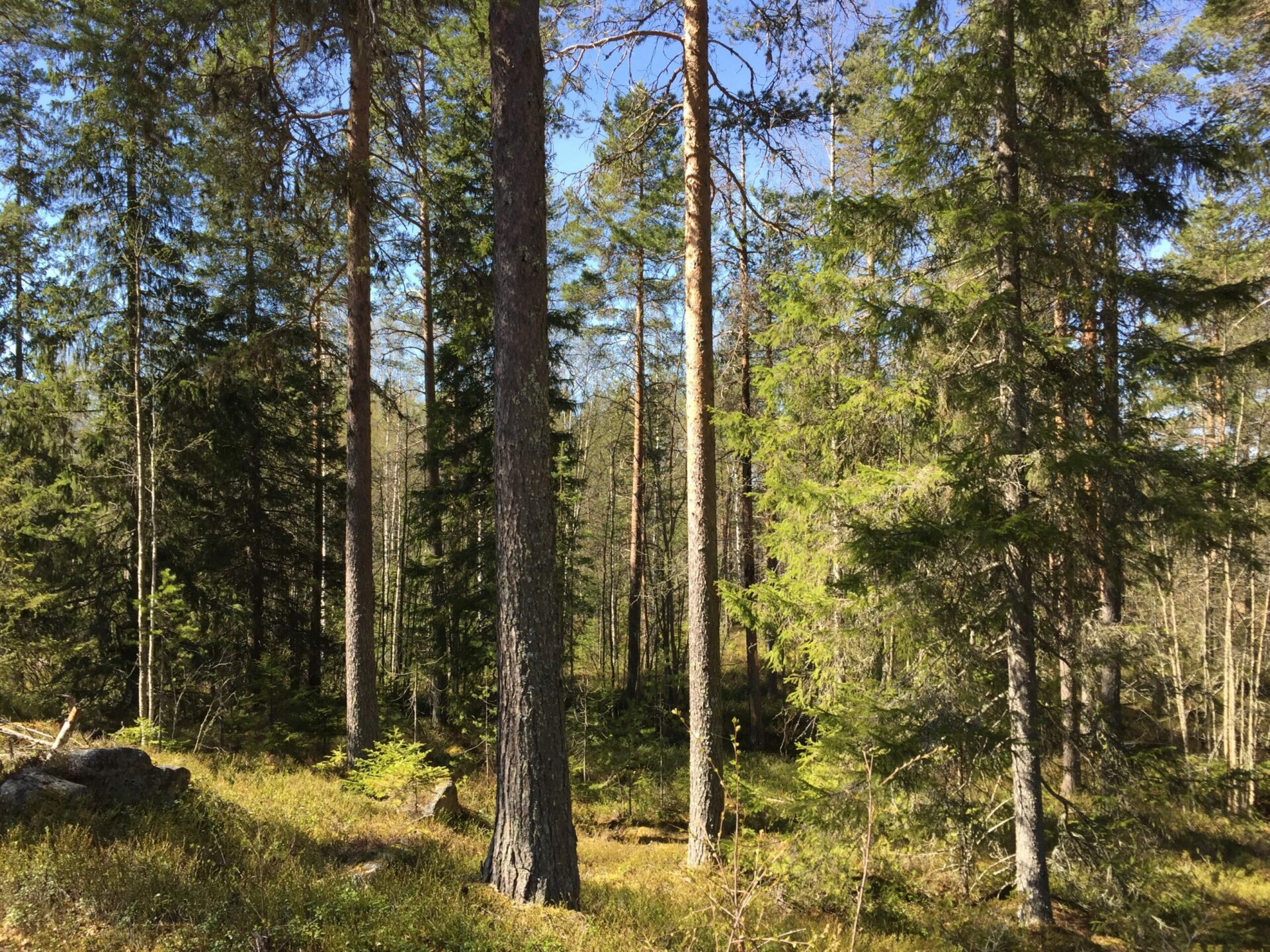 Guidag dag i naturen